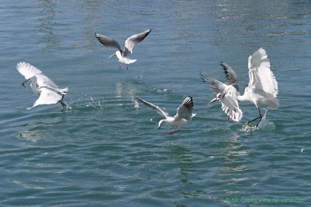 Yaffo - February 2004